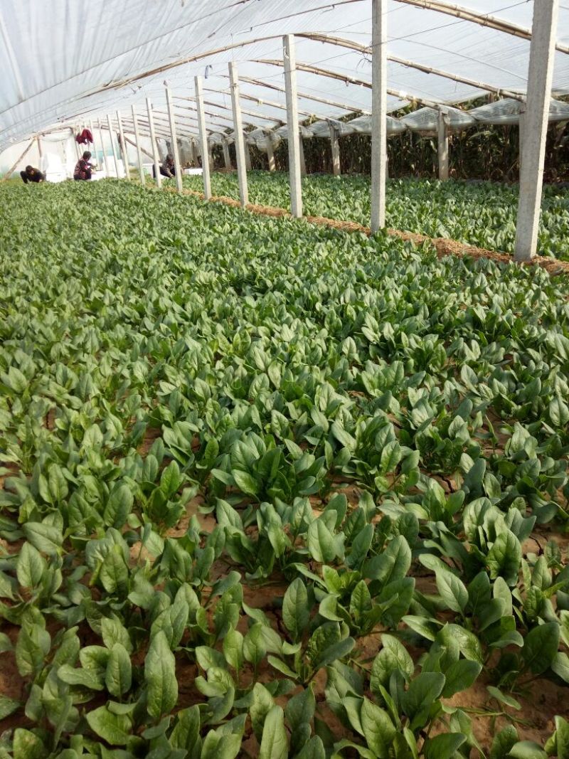 越冬菠菜15~20厘米