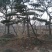 泰安成运苗木出售形道树造型油松，泰山景松