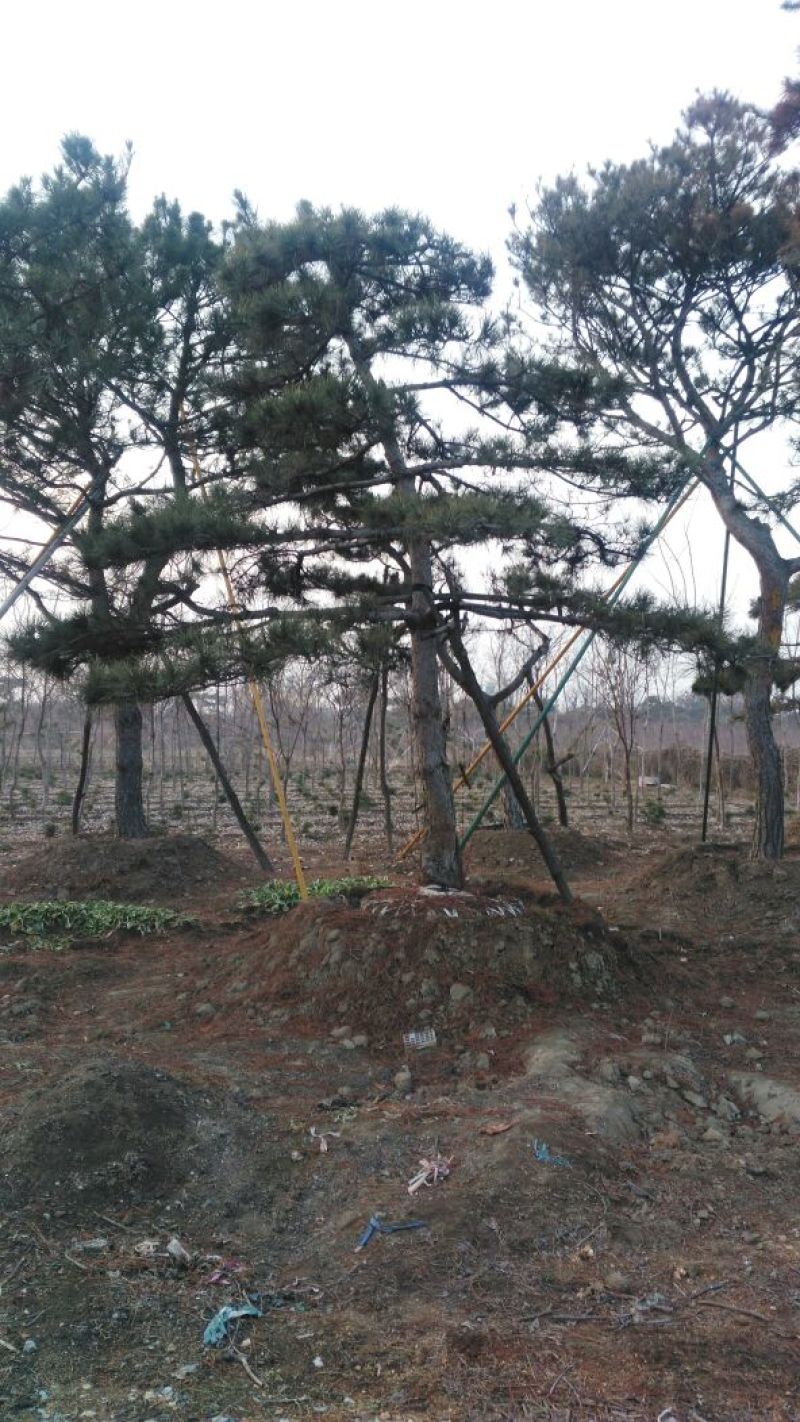 泰安成运苗木出售形道树造型油松，泰山景松