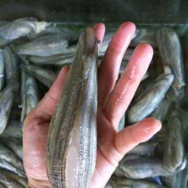 海螺食用鲜活5~10只/kg