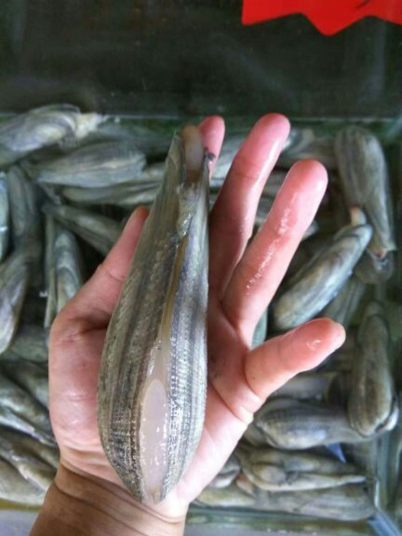 海螺食用鲜活5~10只/kg