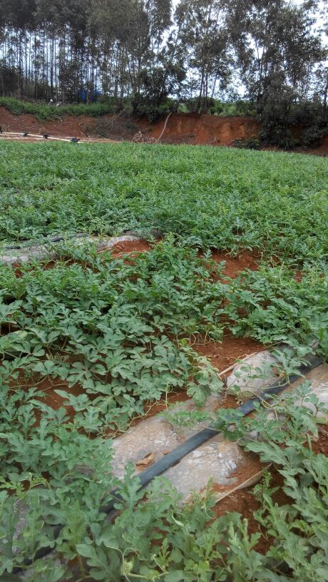 广西南宁市西乡塘区小富西瓜 5斤打底 8成熟 1