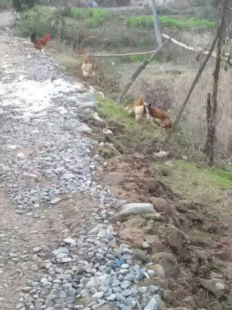 蜀中土鸡12月以上