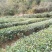乌龙红茶一级