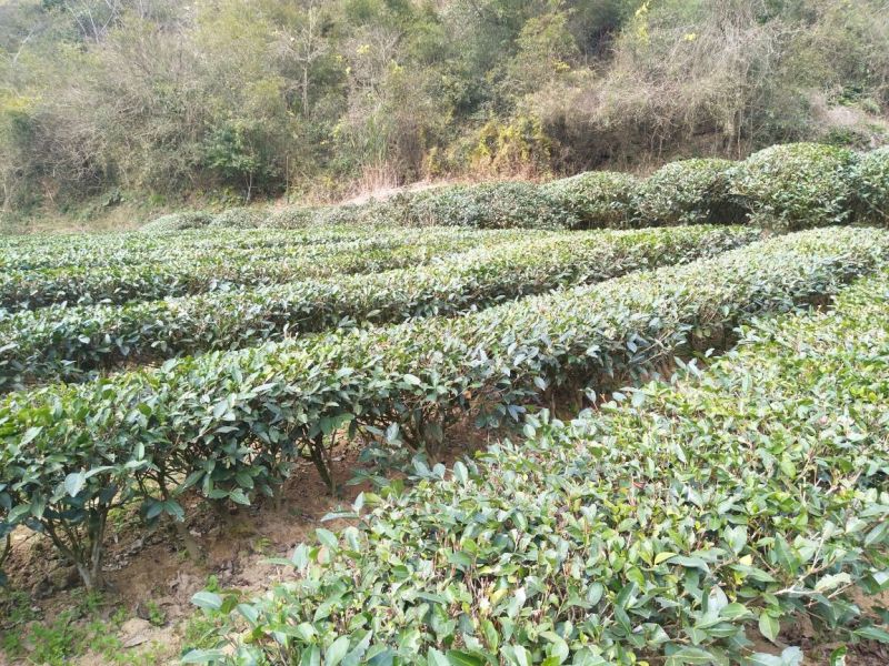 乌龙红茶一级