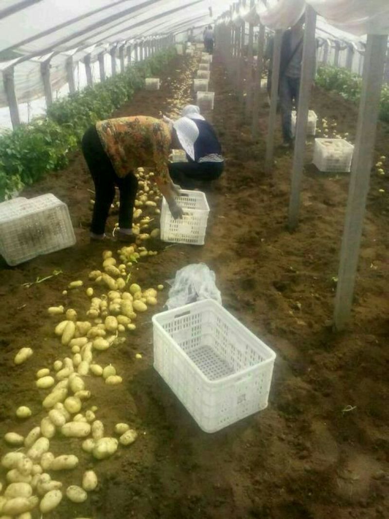 山东荷兰土豆大量上市产地基地都有货欢迎全国各地客商