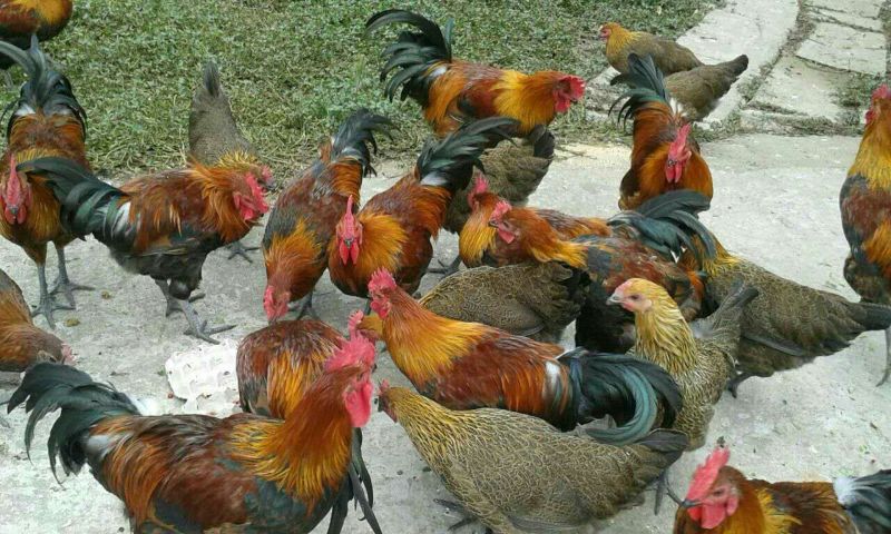 土鸡苗