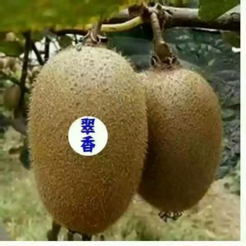 猕猴桃苗0.8~1cm50~70cm嫁接苗