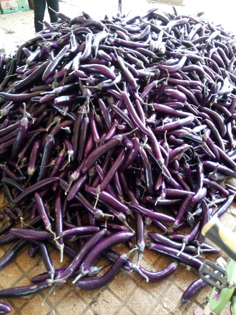 徐闻县精品紫红茄，7两以上，现大量上市，需要的联系我