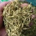 金银花色青花