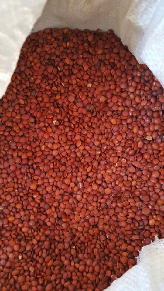 河北石家庄市赞皇县酸枣仁 机选统货批发_王云