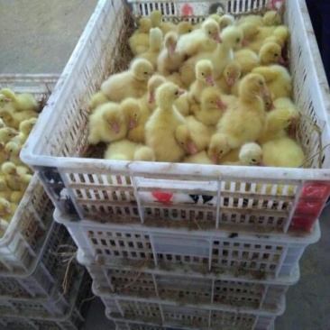 鹅苗250g以下