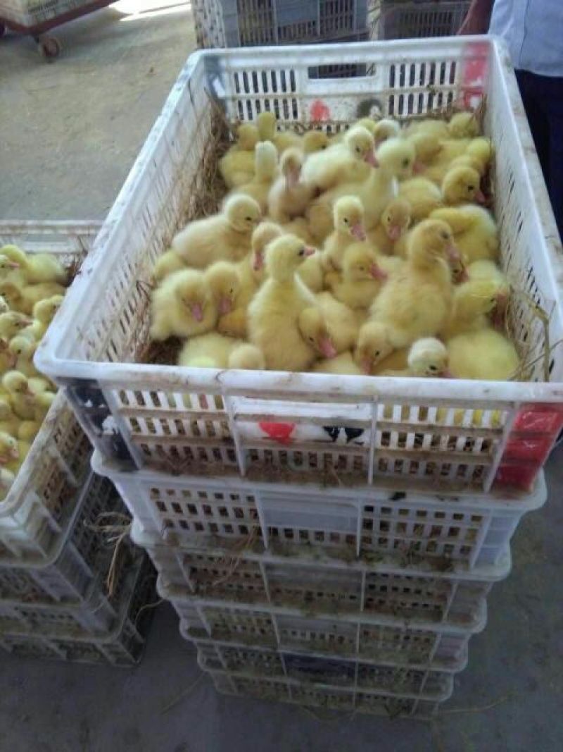 鹅苗250g以下