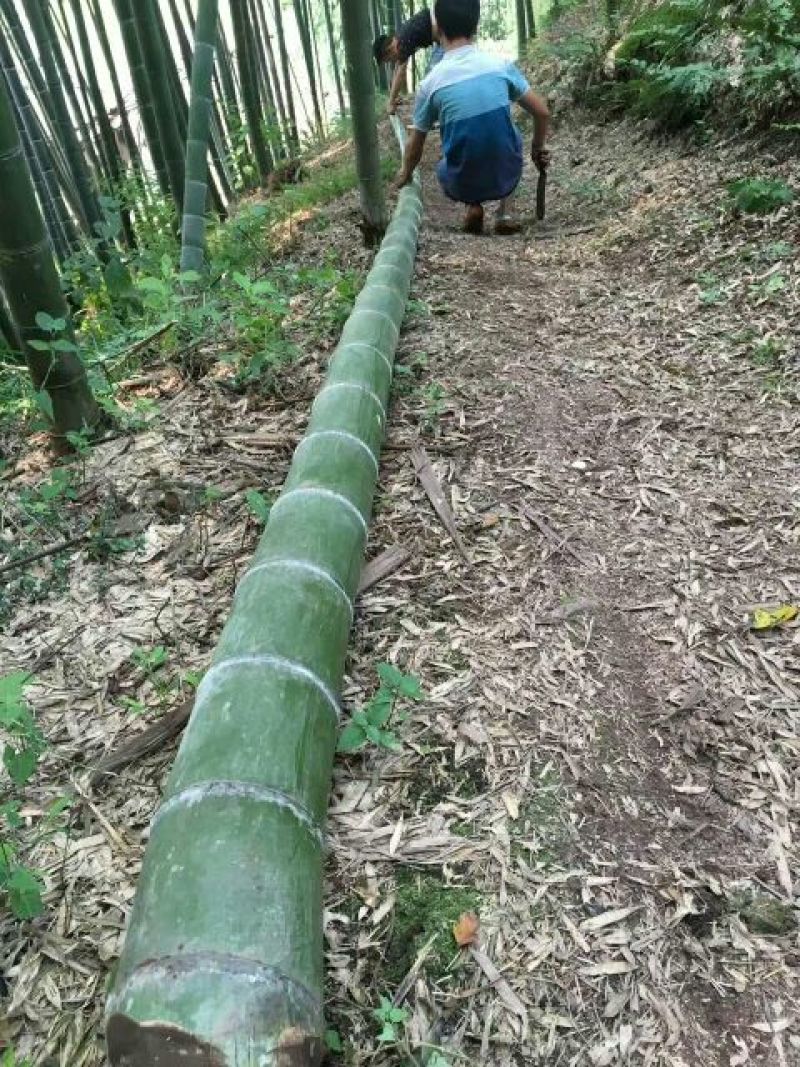 竹子15~16m