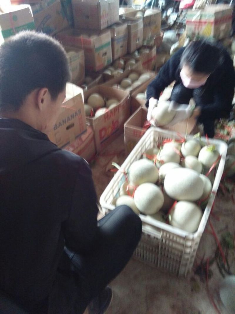 网纹瓜2斤以上椭圆形