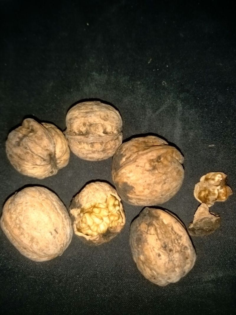 绵核桃30mm以上去皮干