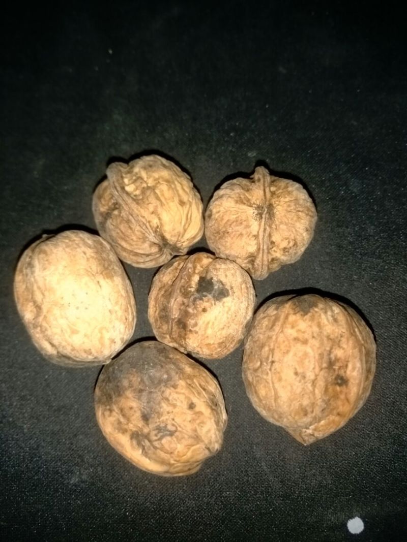 绵核桃30mm以上去皮干