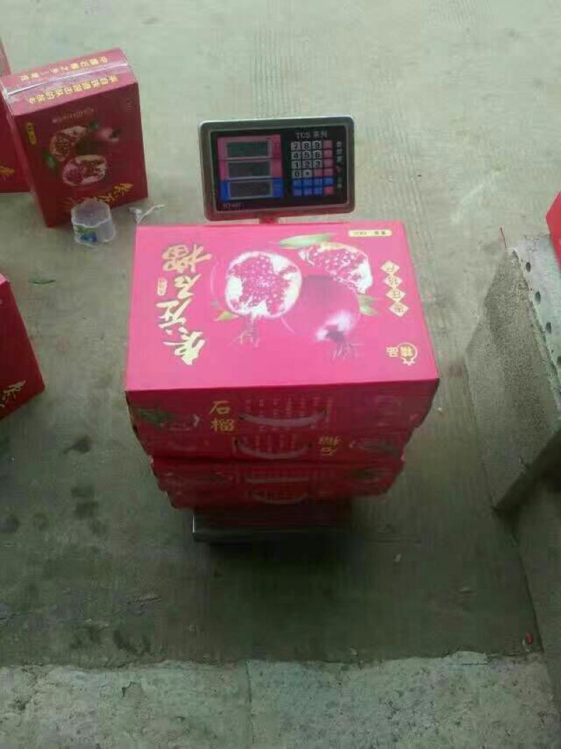 枣庄石榴3两~5两