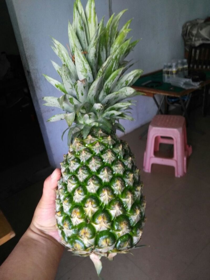 16号台湾甜蜜蜜凤梨苗，壮苗出大果，台湾凤梨