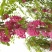 香花槐1~2米4~6cm4~6cm