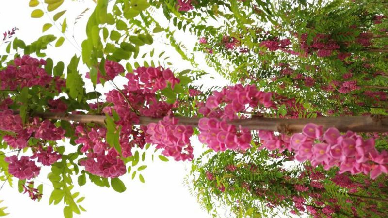 香花槐1~2米4~6cm4~6cm