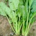 小叶菠菜10~15厘米