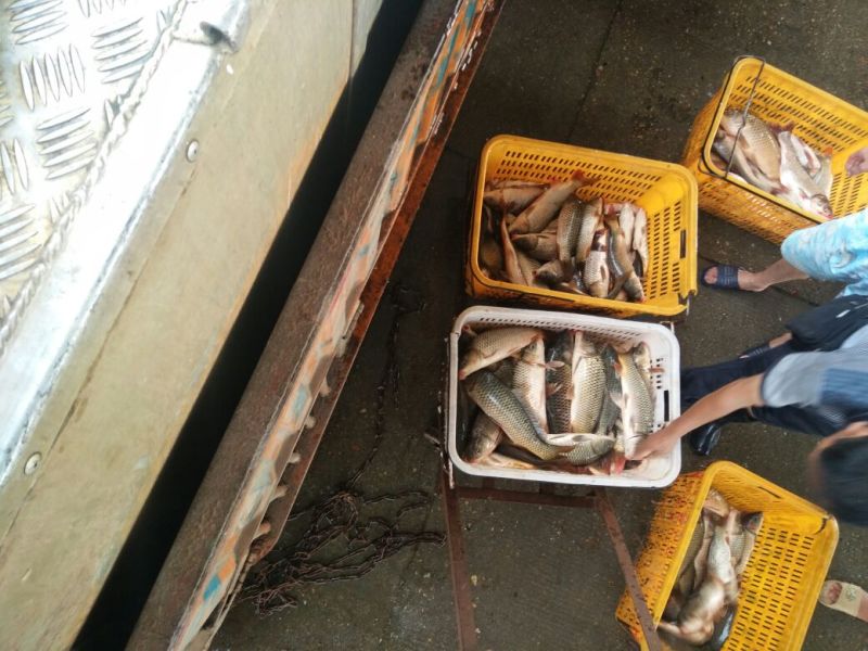 河鲤鱼食用0.5~1公斤