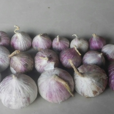 大蒜混级统货干蒜