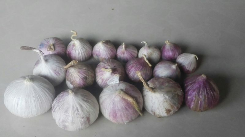 大蒜混级统货干蒜
