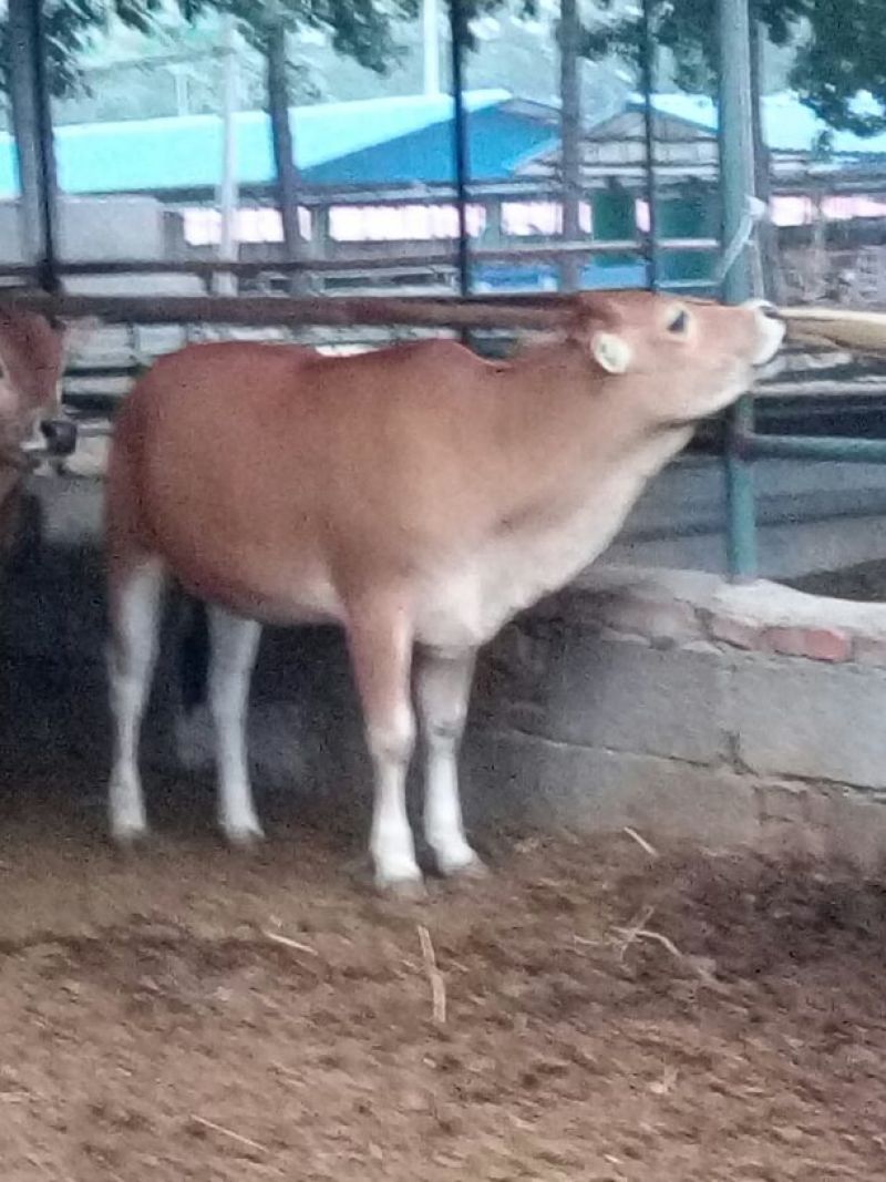 鲁西黄牛100~200kg
