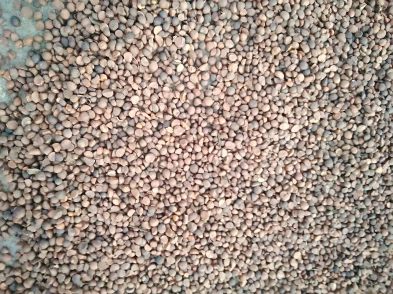 山茶籽油