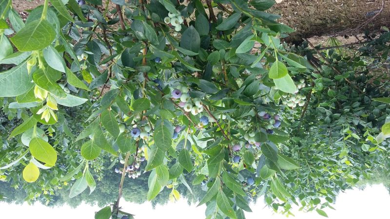 蓝莓鲜果12~14mm以上