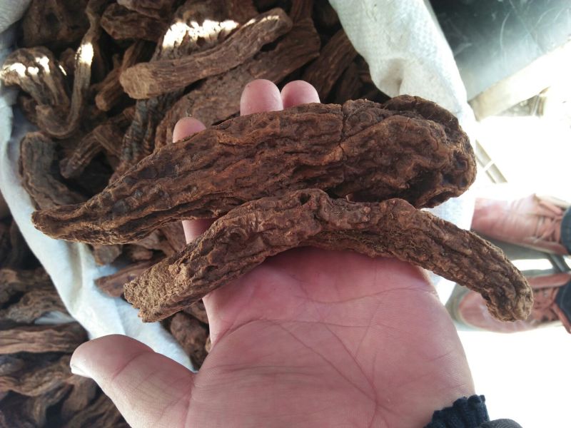 锁阳统货