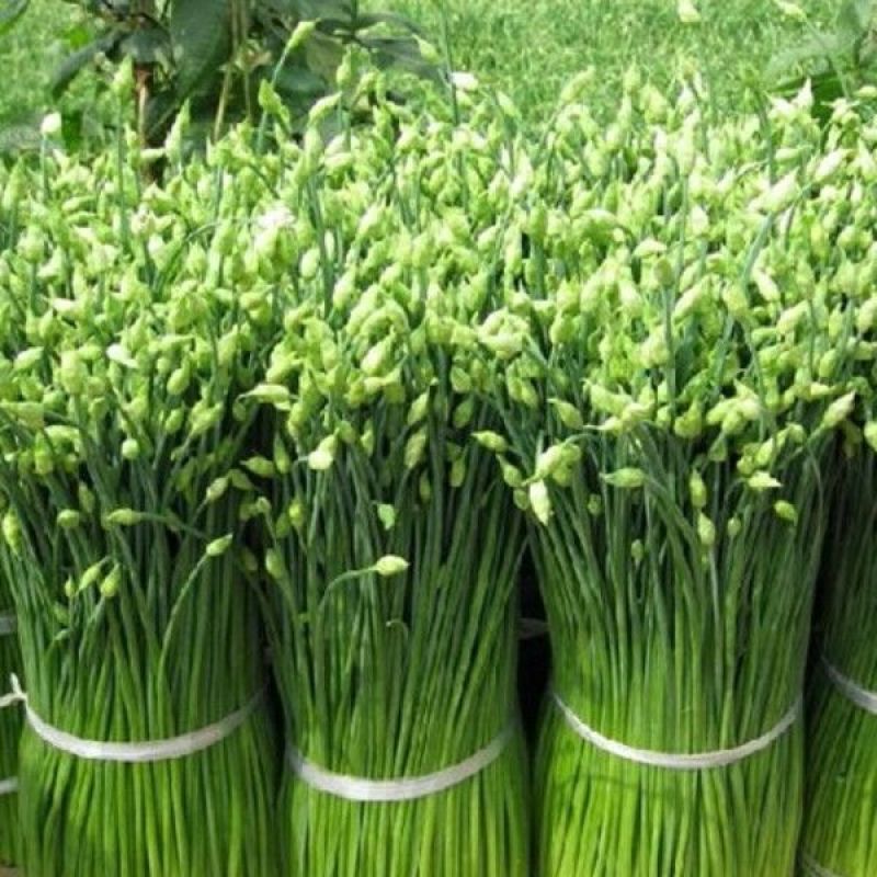 韭菜头茬