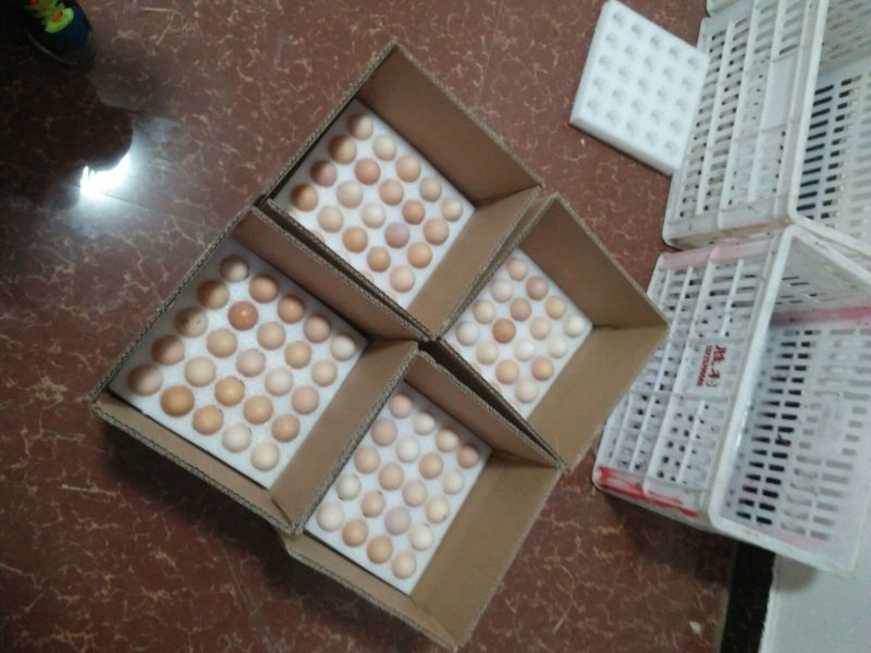 土鸡蛋食用60~75g