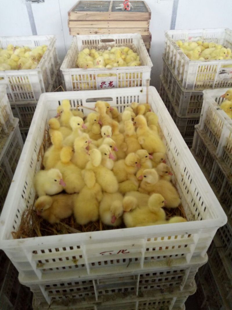 鹅苗250g以下