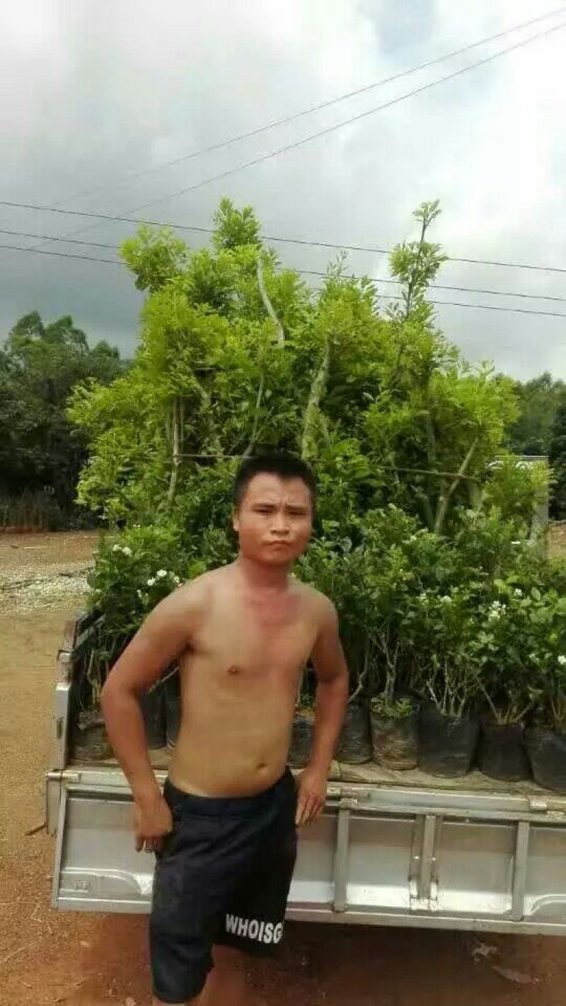 杨梅苗30~50cm