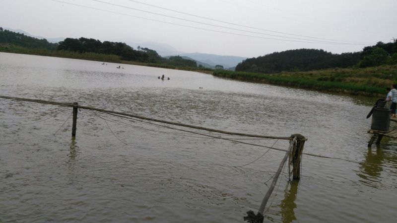 池鲤鱼食用1~2公斤