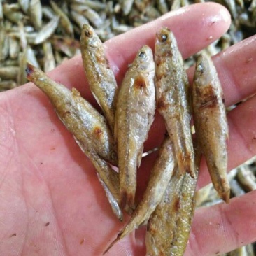 麦穗鱼