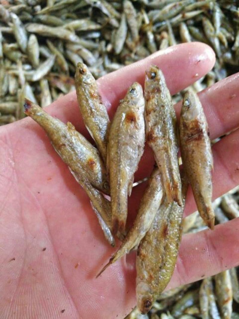 麦穗鱼