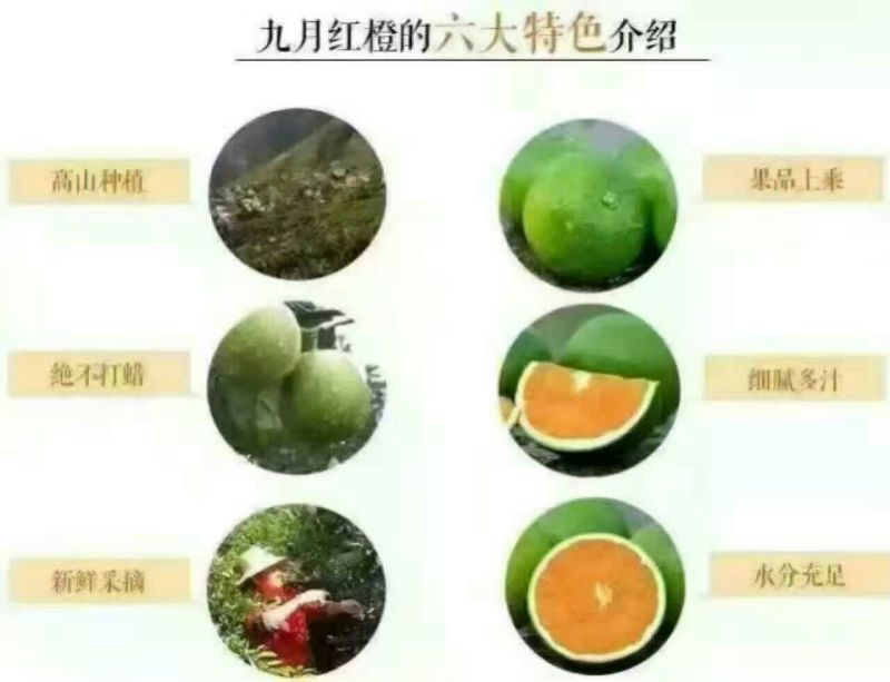 秭归脐橙九月红果冻橙