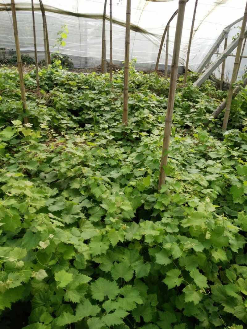 藤稔葡萄苗1年30~50cm