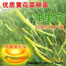 黄花菜种苗--冲里花