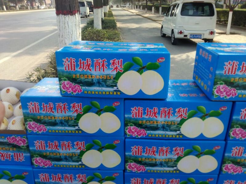 蒲城酥梨300~350g纸箱