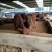 育肥牛犊100~200kg