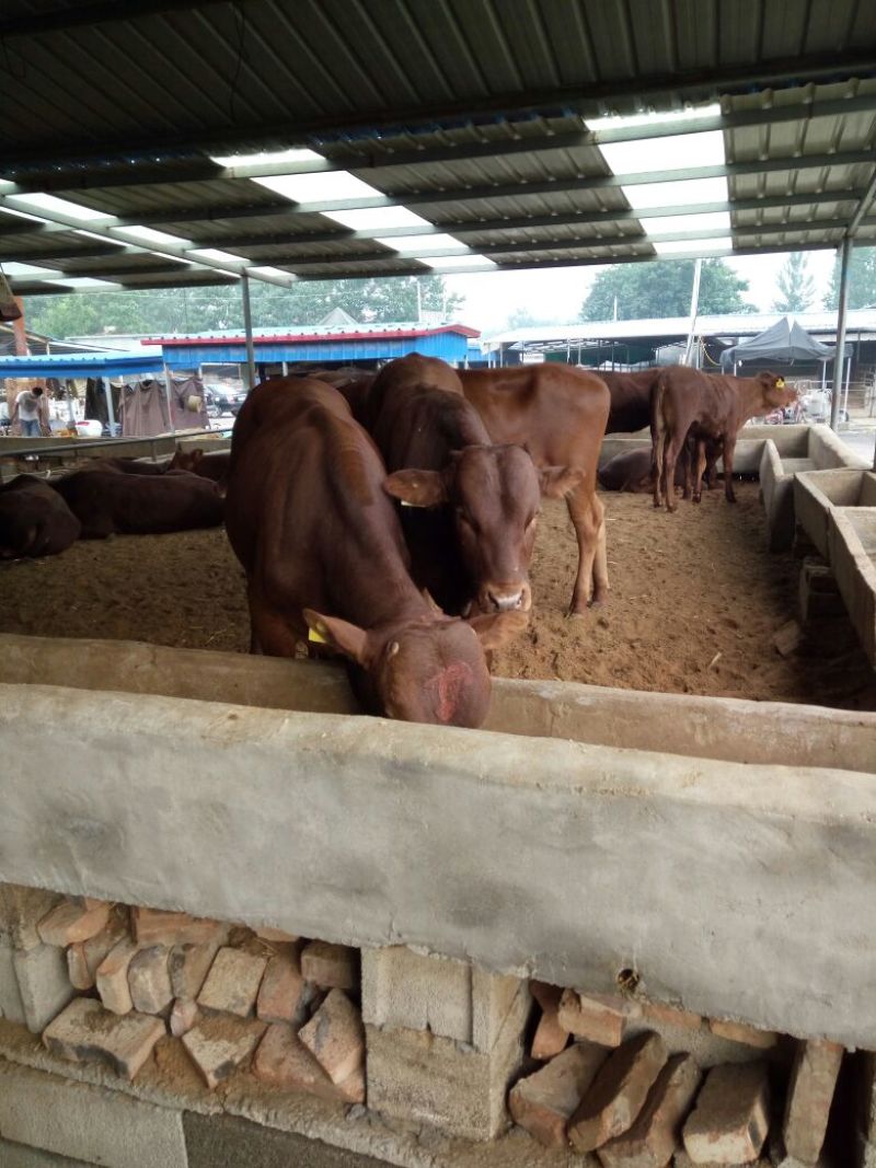 育肥牛犊100~200kg