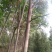 栾树4~6cm4~6cm2.5~3米