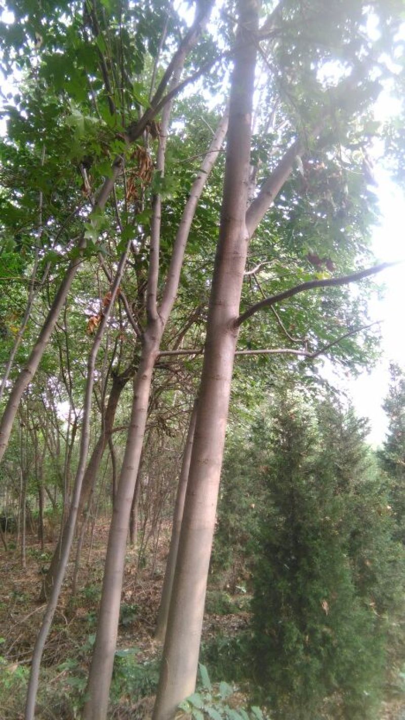栾树4~6cm4~6cm2.5~3米