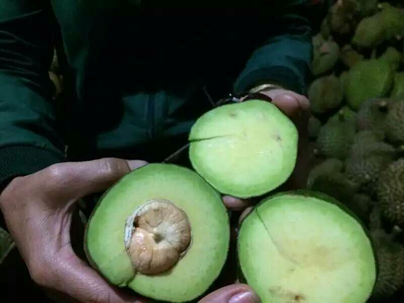 广西崇左市凭祥市牛油果 200g以上批发_吴丽