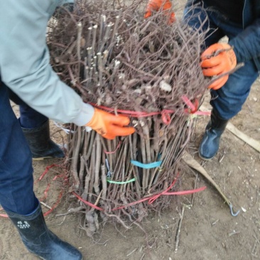 红油香椿苗大棚70~80cm